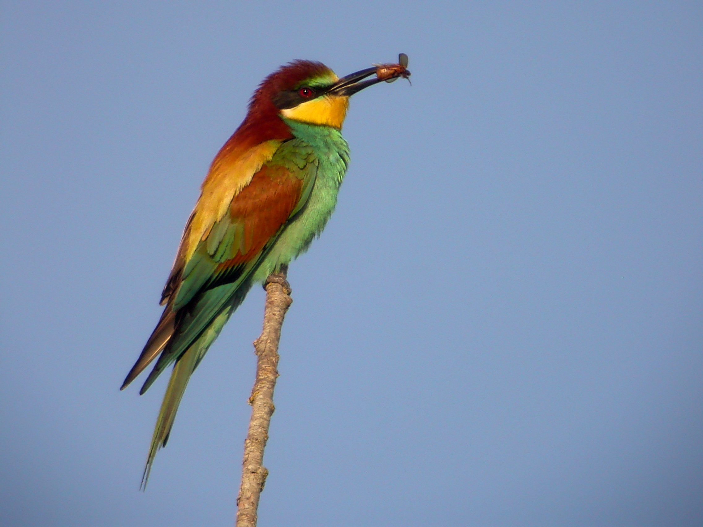 L’abellerol (Merops apiaster) - (biodiversitats)