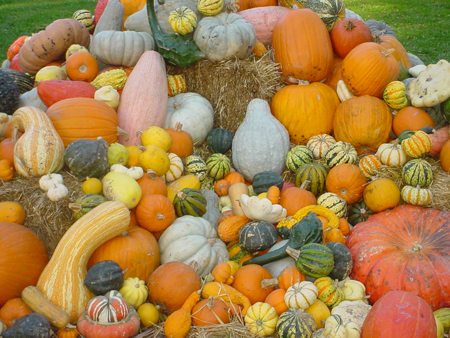 EL PARE CARBASSER QUAN VA TORNAR DE LA GUERRA… - El camp de l'Erra