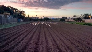 huerta-Castellar-Oliveral_EDIIMA20160319_0301_4